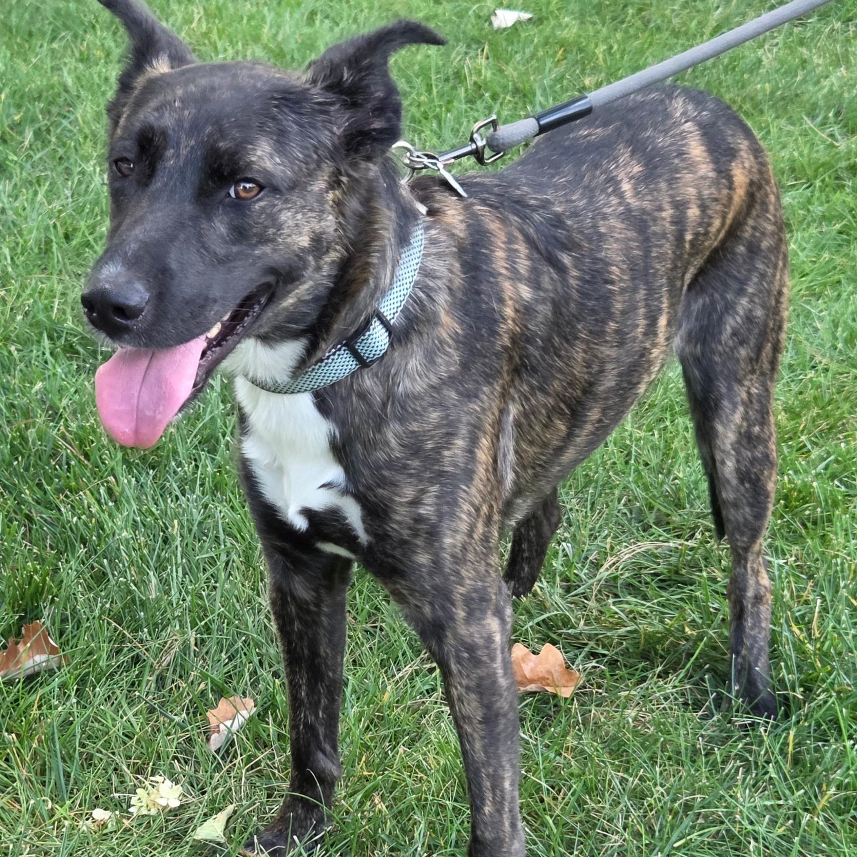 Colt, Adoptable, Young Male Dutch Shepherd.