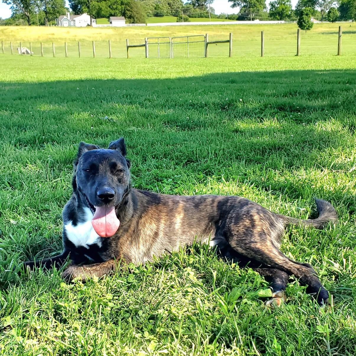 Enlarge Colt, a Adoptable Dutch Shepherd in Brentwood, TN image 4/4