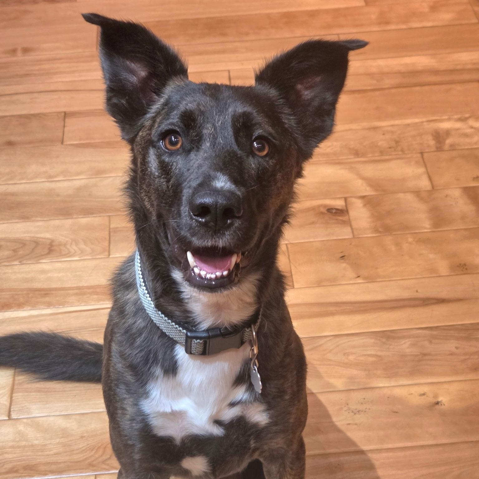 Enlarge Colt, a Adoptable Dutch Shepherd in Brentwood, TN image 1/4