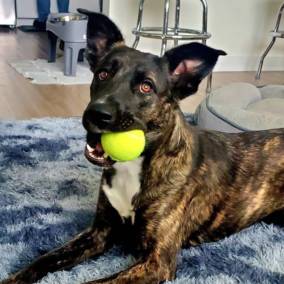 Enlarge Colt, a Adoptable Dutch Shepherd in Brentwood, TN image 3/4