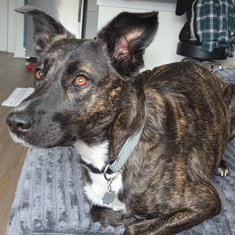 Enlarge Colt, a Adoptable Dutch Shepherd in Brentwood, TN image 4/4