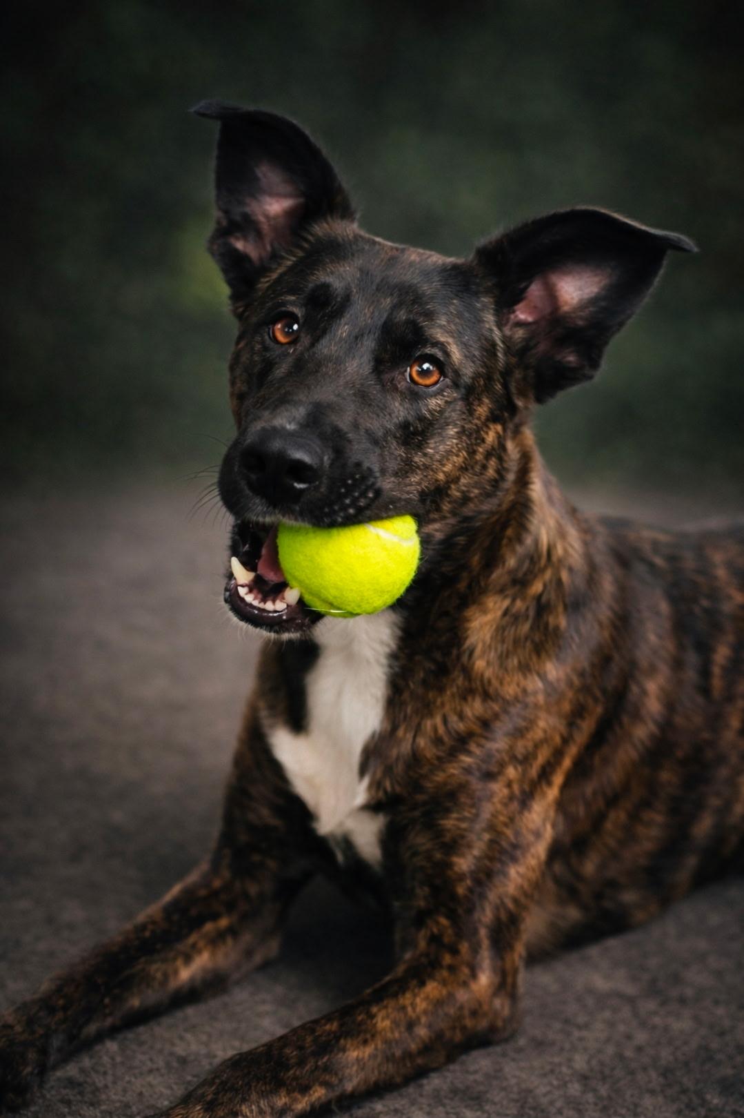 Colt, Adoptable, Young Male Dutch Shepherd.