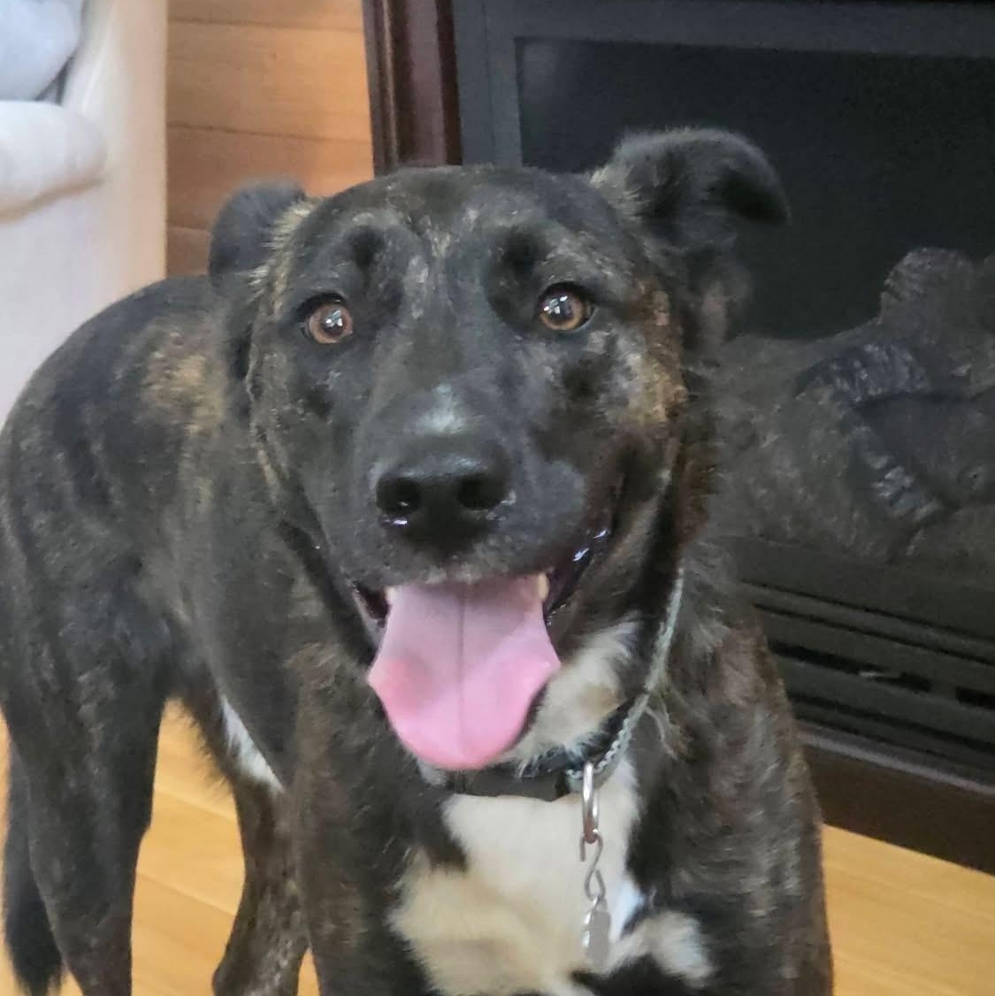 Enlarge Colt, a Adoptable Dutch Shepherd in Brentwood, TN image 4/4