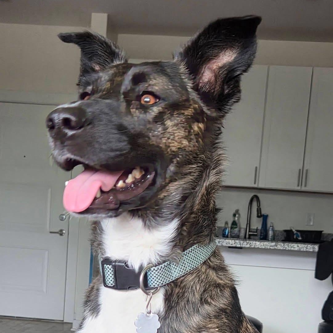Colt, Adoptable, Young Male Dutch Shepherd.