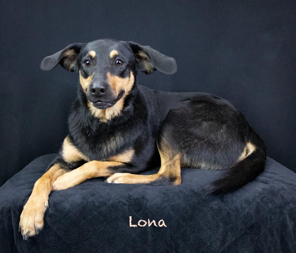 Lona, Adoptable, Adult Female Shepherd.