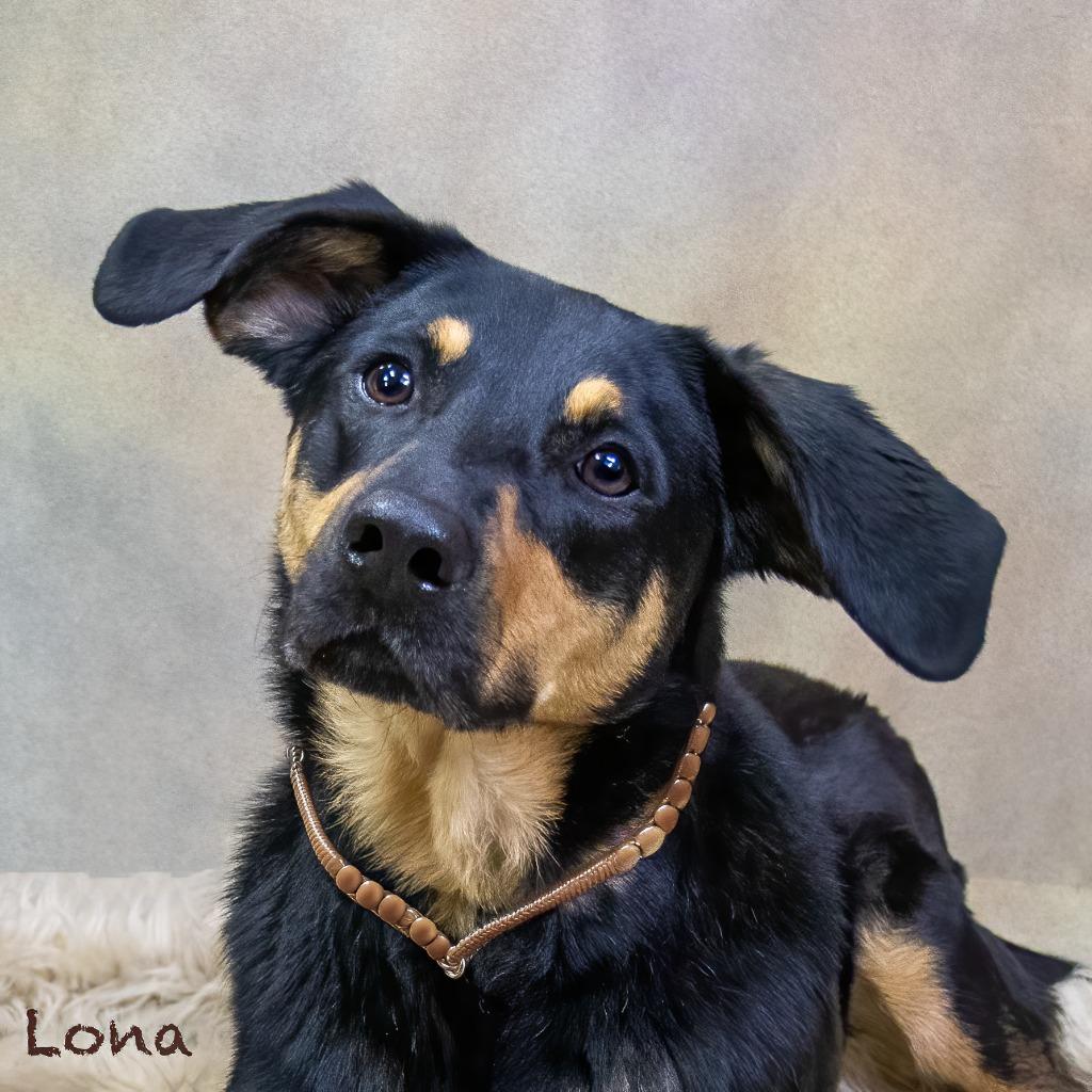 Enlarge Lona, a Adoptable mixed breed in Hot Springs Village, AR image 2/3