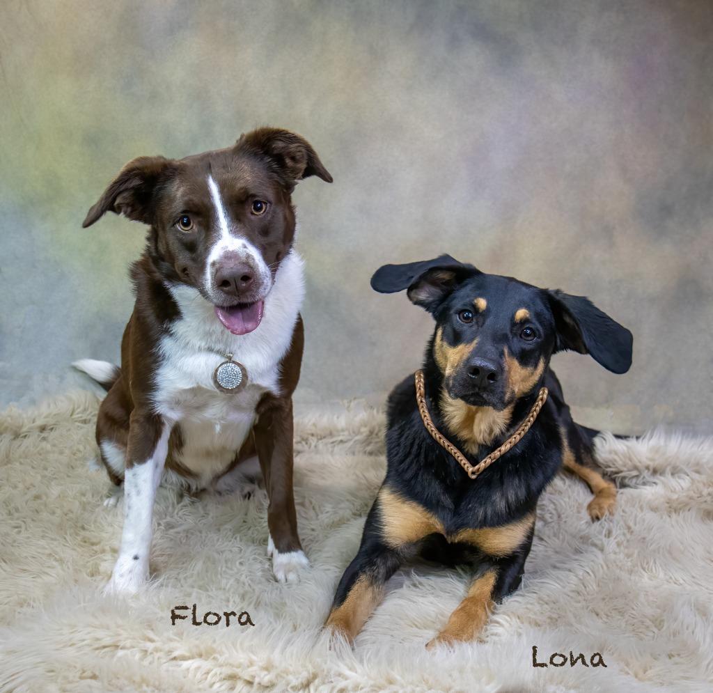 Enlarge Lona, a Adoptable mixed breed in Hot Springs Village, AR image 3/3