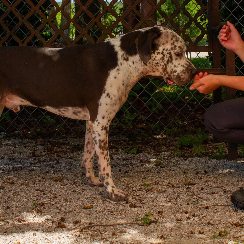 Enlarge Oliver, a Adoptable mixed breed in Windsor, VA image 1/6