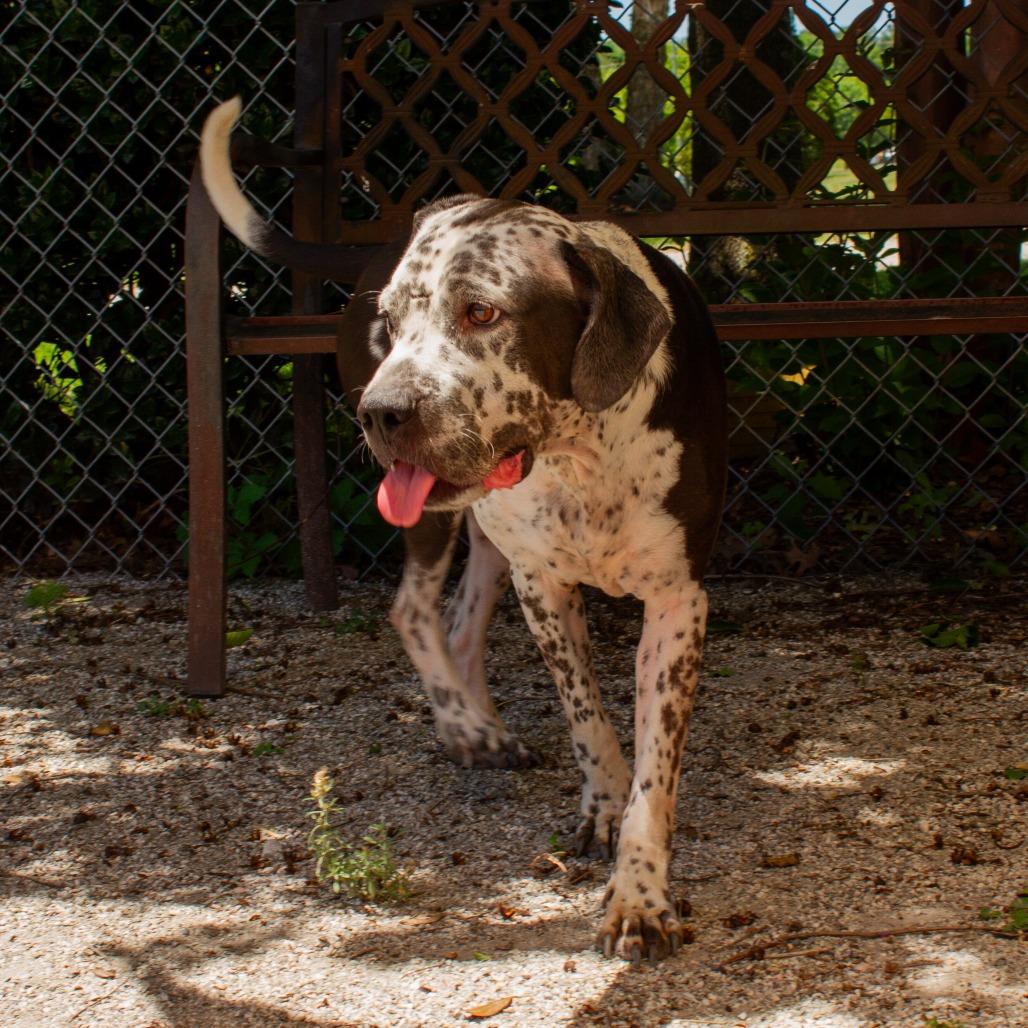 Enlarge Oliver, a Adoptable mixed breed in Windsor, VA image 2/6