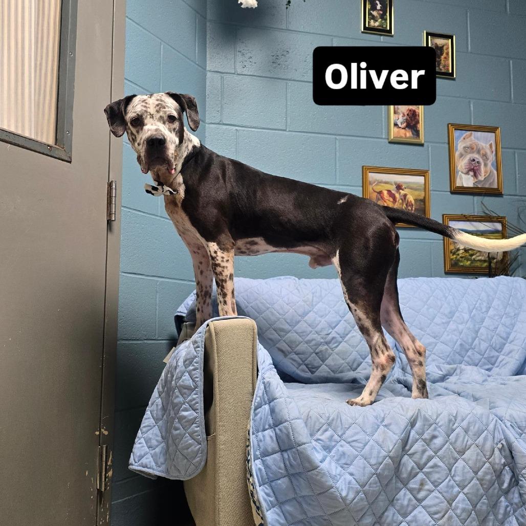 Enlarge Oliver, a Adoptable mixed breed in Windsor, VA image 3/6