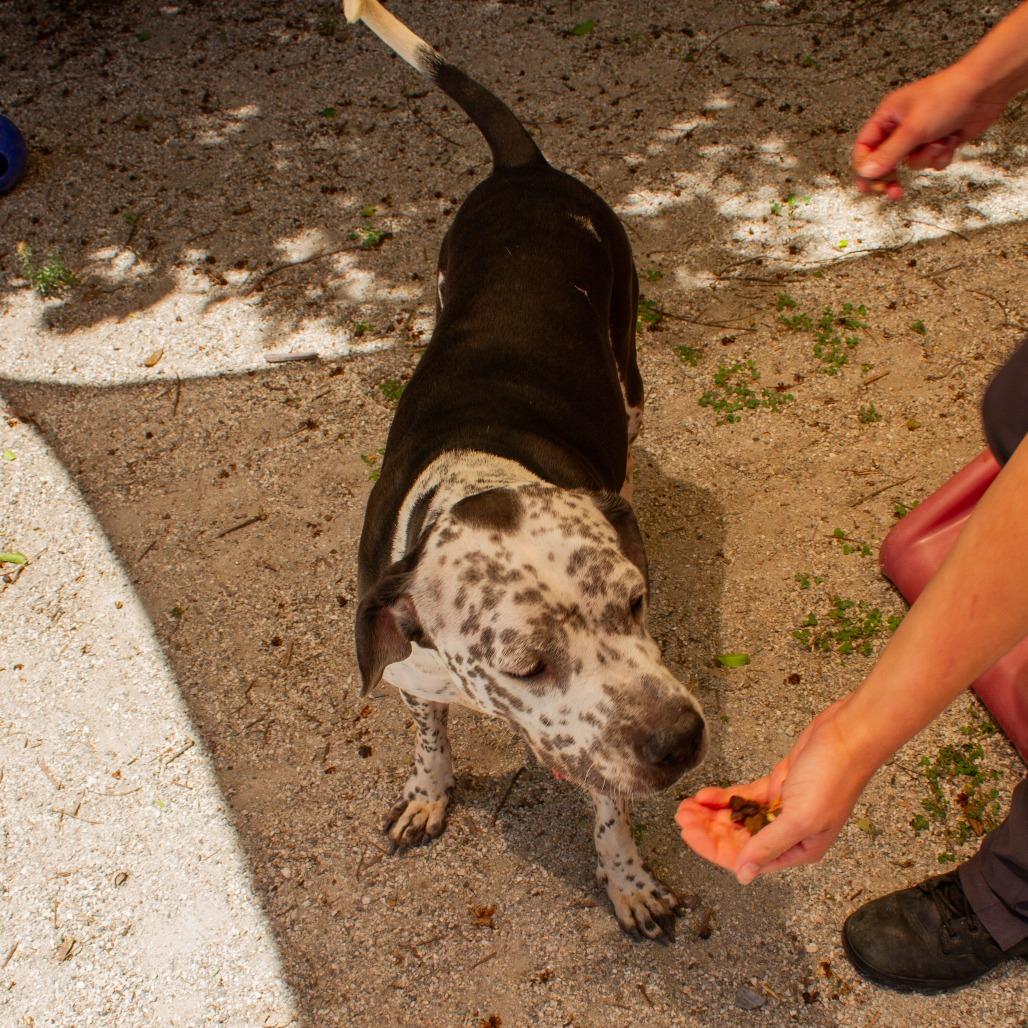 Enlarge Oliver, a Adoptable mixed breed in Windsor, VA image 4/6