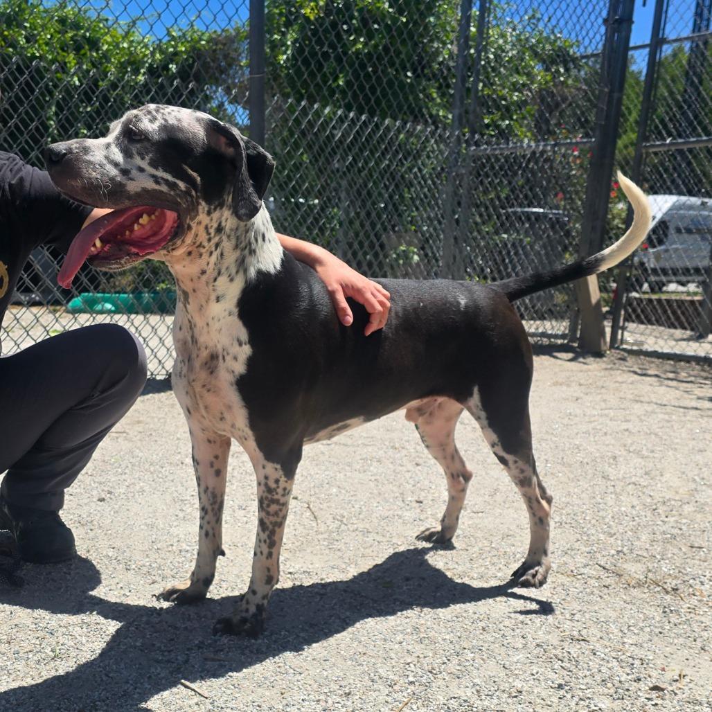 Enlarge Oliver, a Adoptable mixed breed in Windsor, VA image 6/6