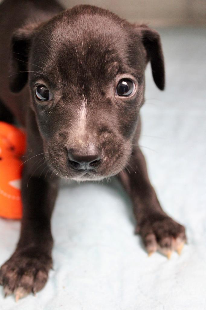 Enlarge Bonnie, a Adoptable mixed breed in Morgantown, KY image 1/1