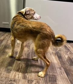 Enlarge Bluey , an adopted Australian Shepherd in Longwood, FL image 3/5