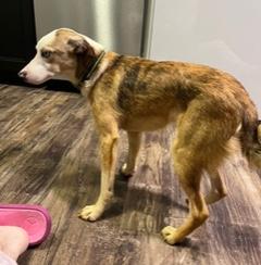 Enlarge Bluey , an adopted Australian Shepherd in Longwood, FL image 2/5