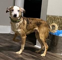 Enlarge Bluey , an adopted Australian Shepherd in Longwood, FL image 4/5