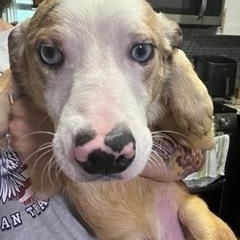 Bluey , ADOPTABLE, Young Male Australian Shepherd.