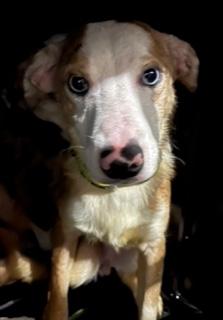 Enlarge Bluey , an adopted Australian Shepherd in Longwood, FL image 5/5