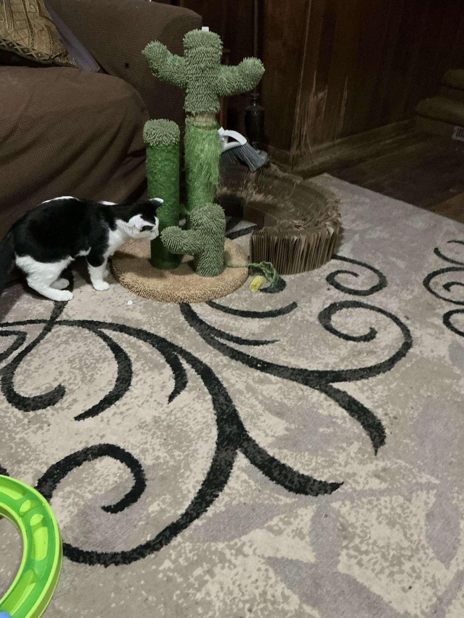 Liam, Adoptable, Young Male Domestic Short Hair.