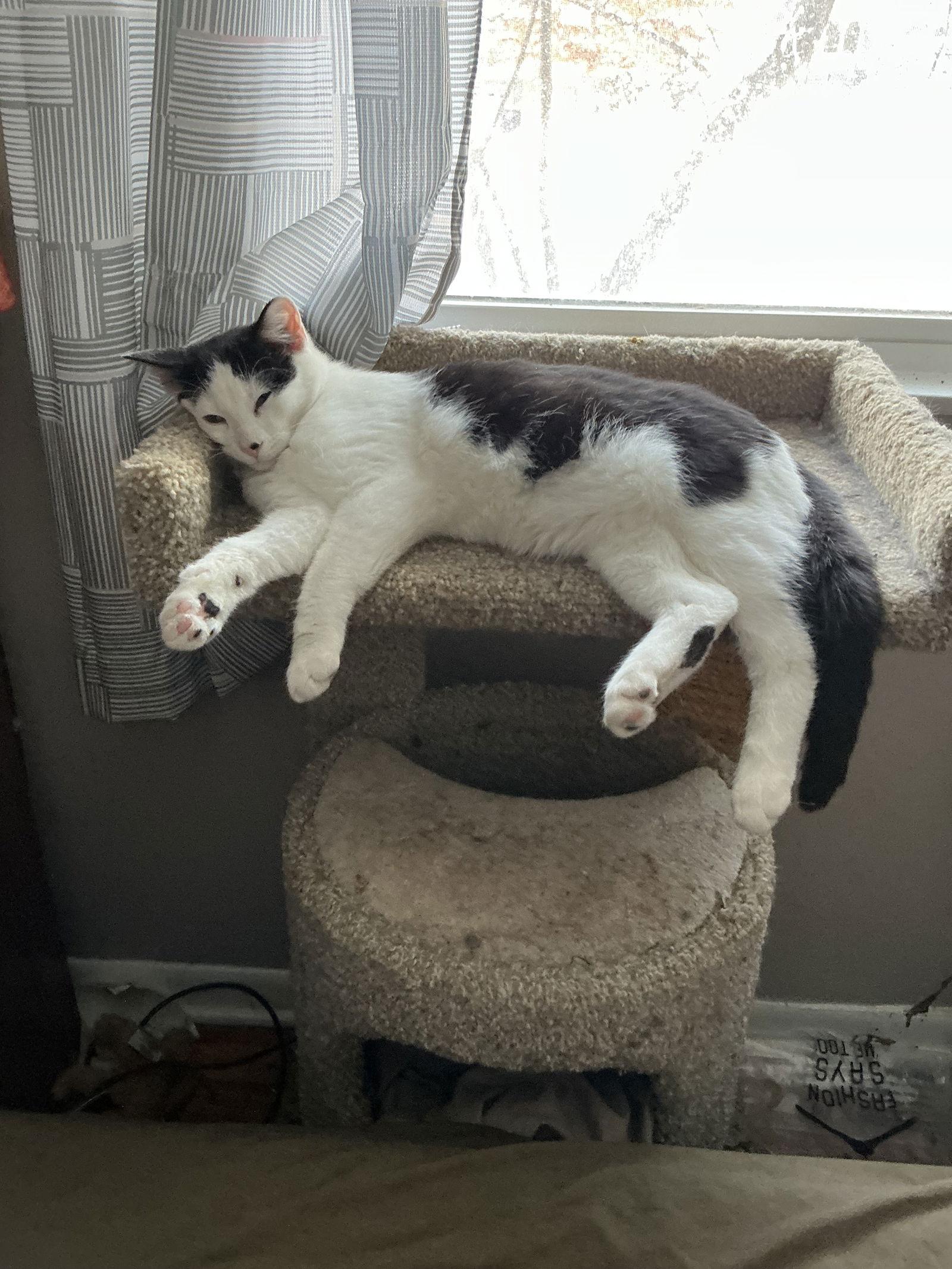 Liam, a Adoptable Domestic Short Hair in Wheaton, IL image 2/3