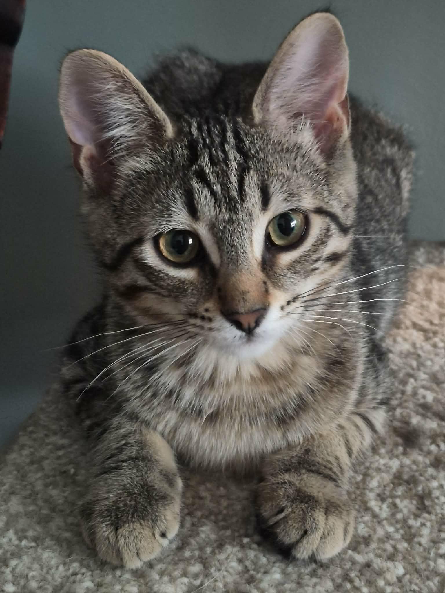 Shea, ADOPTABLE, Kitten Female Domestic Short Hair.