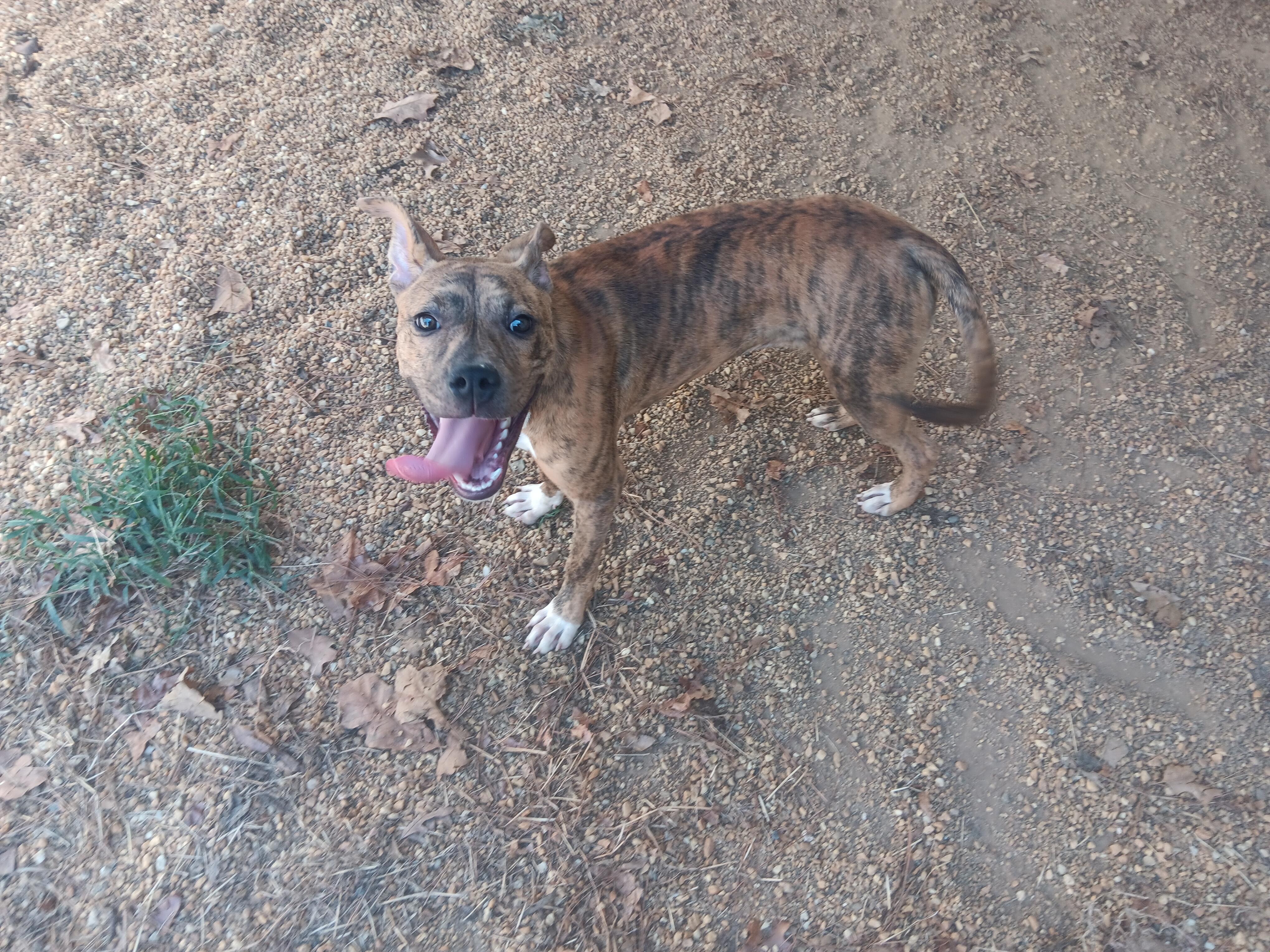 Akua, Adoptable, Young Female Pit Bull Terrier.