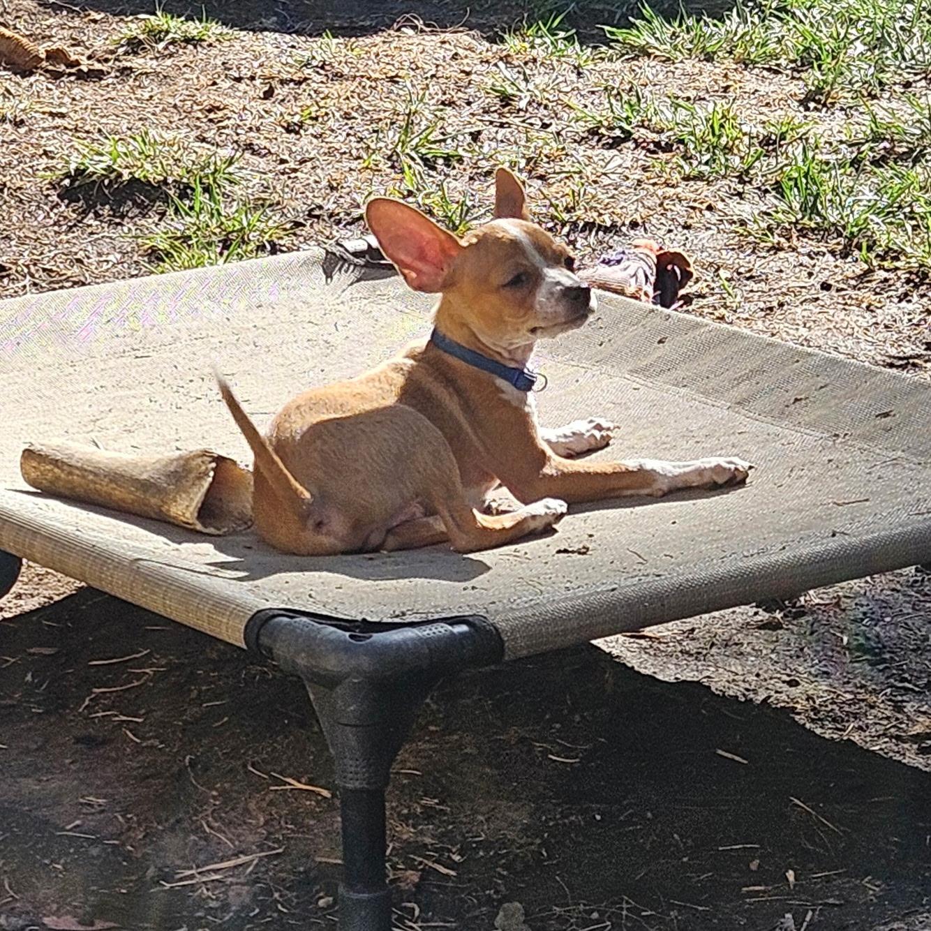 Tart, a Adoptable mixed breed in clayton , CA image 6/6