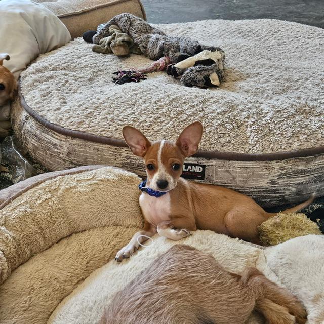 Tart, Adoptable, Puppy Male Chihuahua & Terrier.