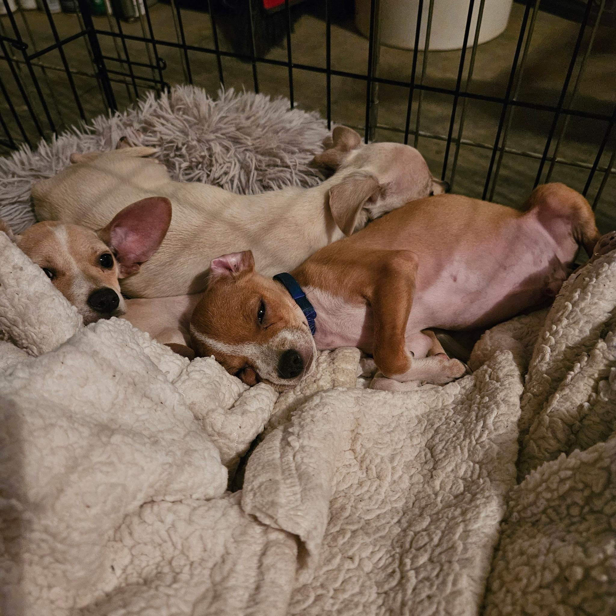 Tart, a Adoptable mixed breed in clayton , CA image 5/6