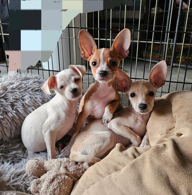 Tart, a Adoptable mixed breed in clayton , CA image 2/6