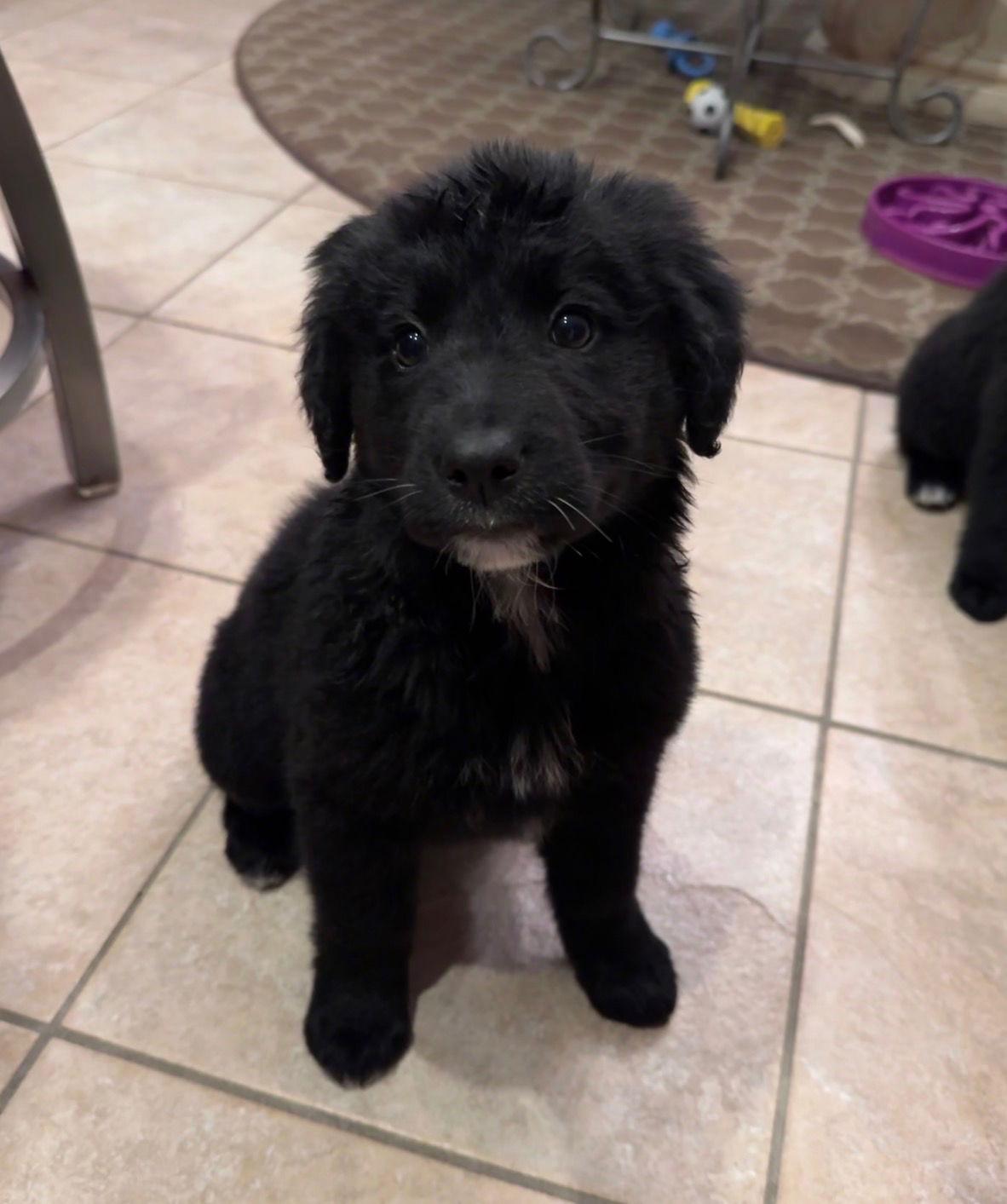 Samoa, Adoptable, Puppy Female Border Collie & Labrador Retriever.