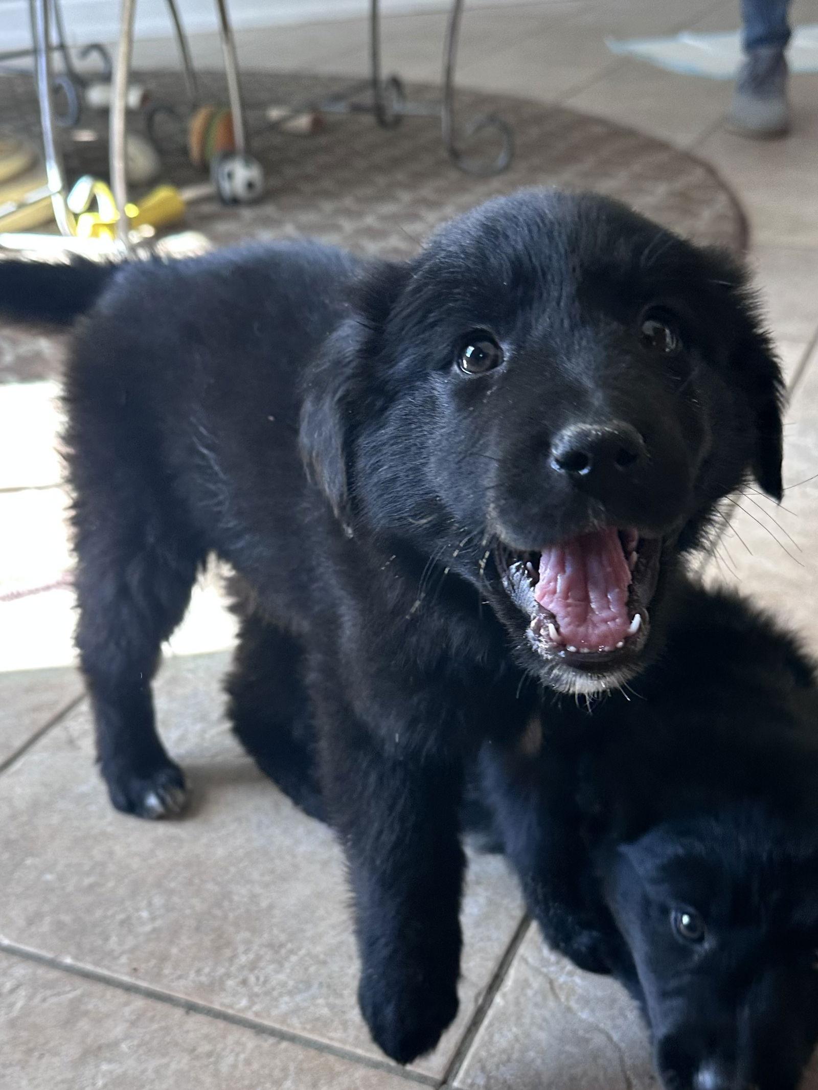 Enlarge Samoa, a Adoptable mixed breed in Hillside, IL image 2/3