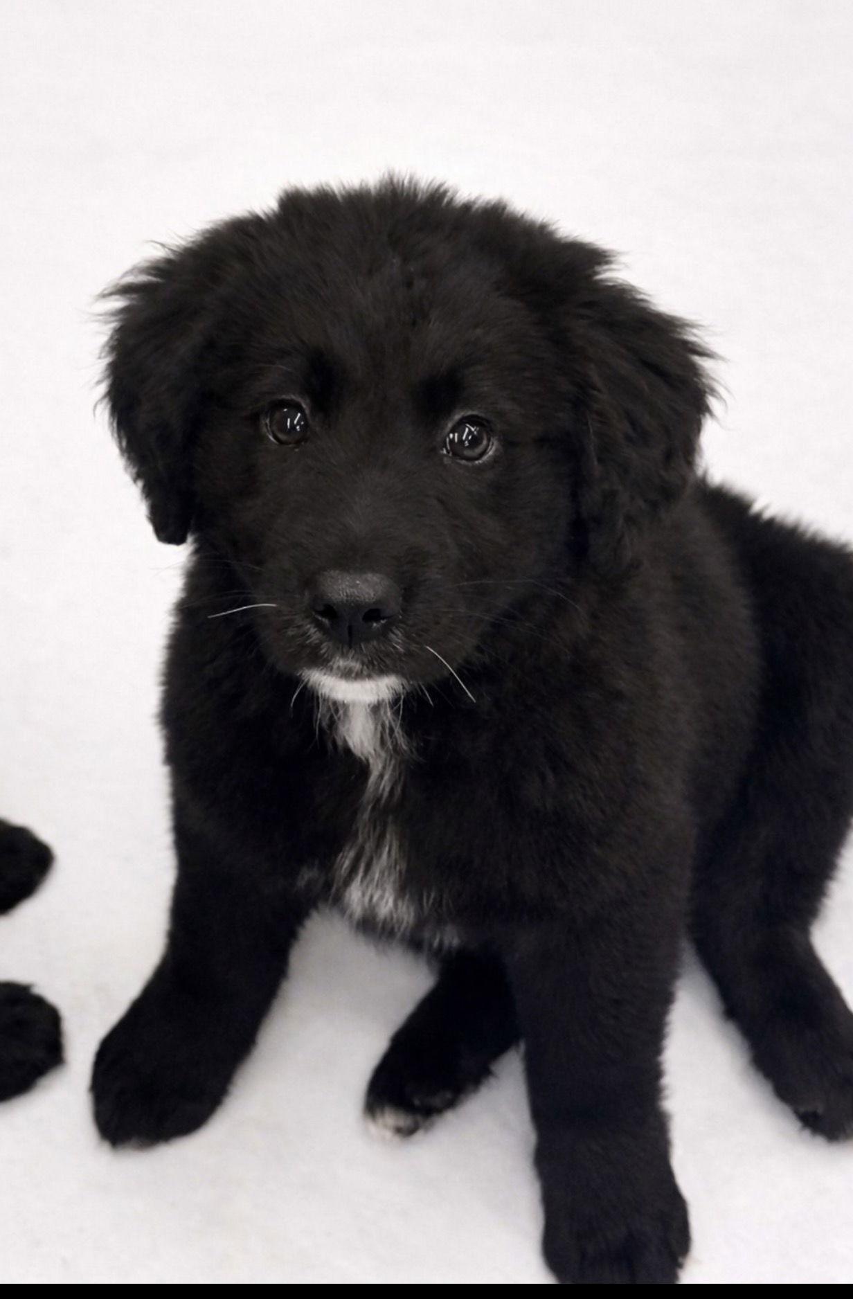 Enlarge Samoa, a Adopted mixed breed in Hillside, IL image 2/3