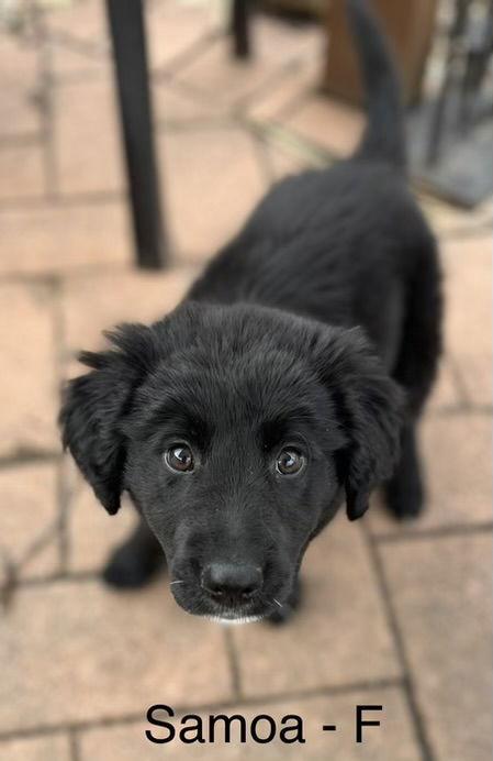 Enlarge Samoa, a Adopted mixed breed in Hillside, IL image 3/3