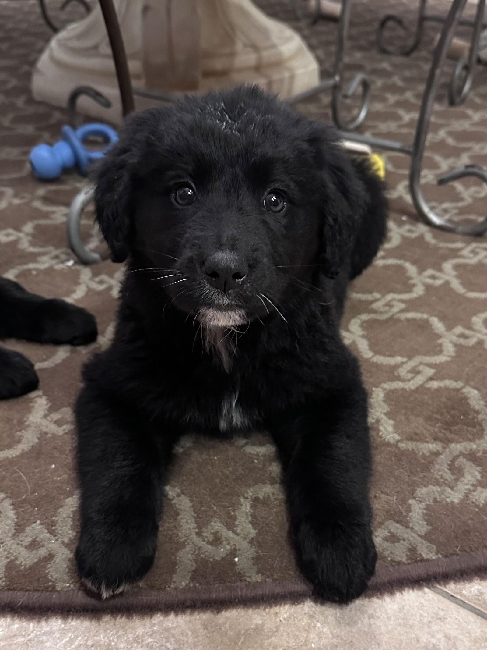 Enlarge Samoa, a Adoptable mixed breed in Hillside, IL image 3/3