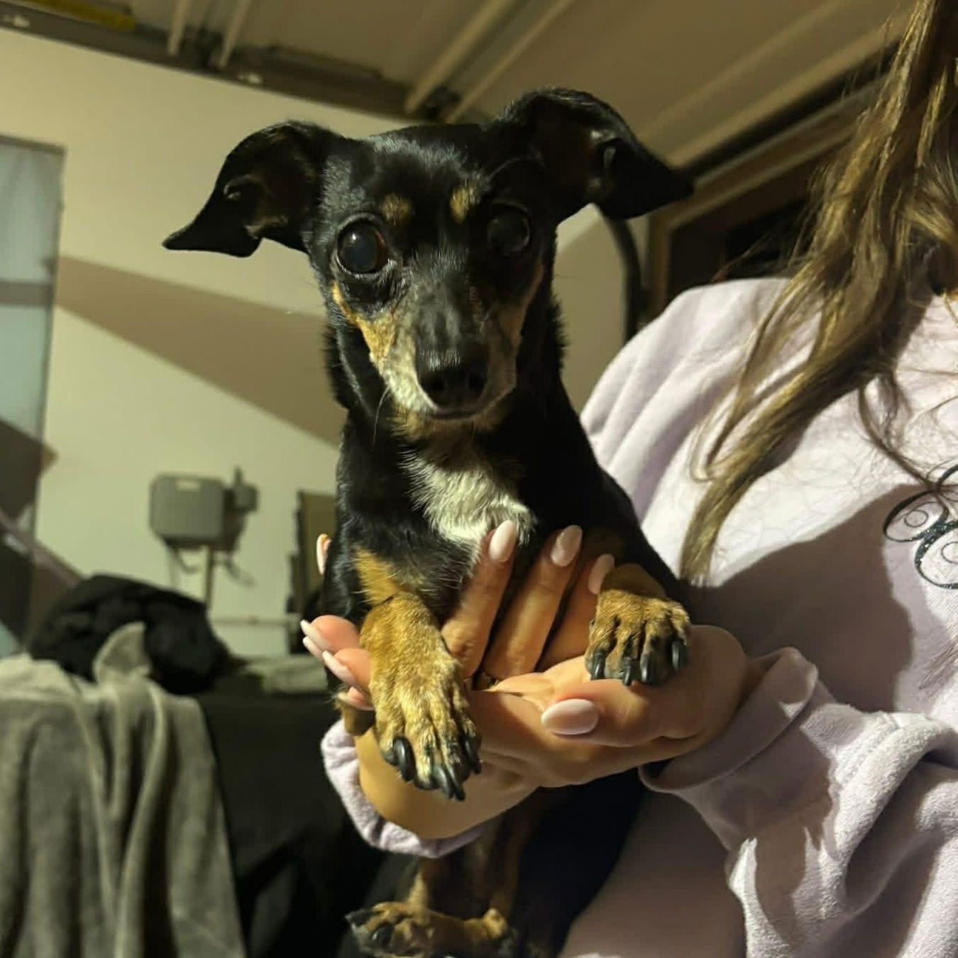 Enlarge Brenda Lee, a ADOPTABLE mixed breed in Dallas, TX image 5/5