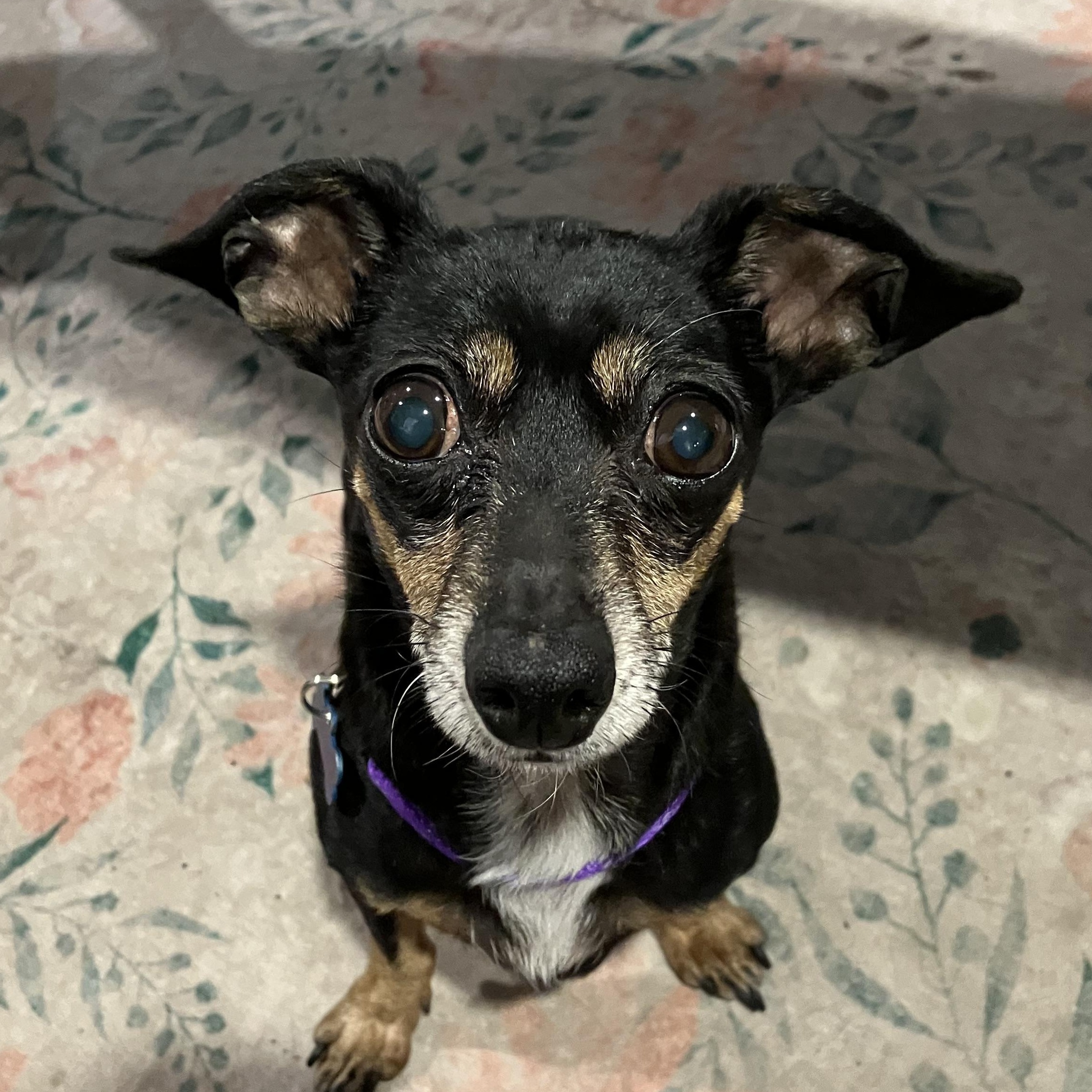 Enlarge Brenda Lee, a ADOPTABLE mixed breed in Dallas, TX image 2/5