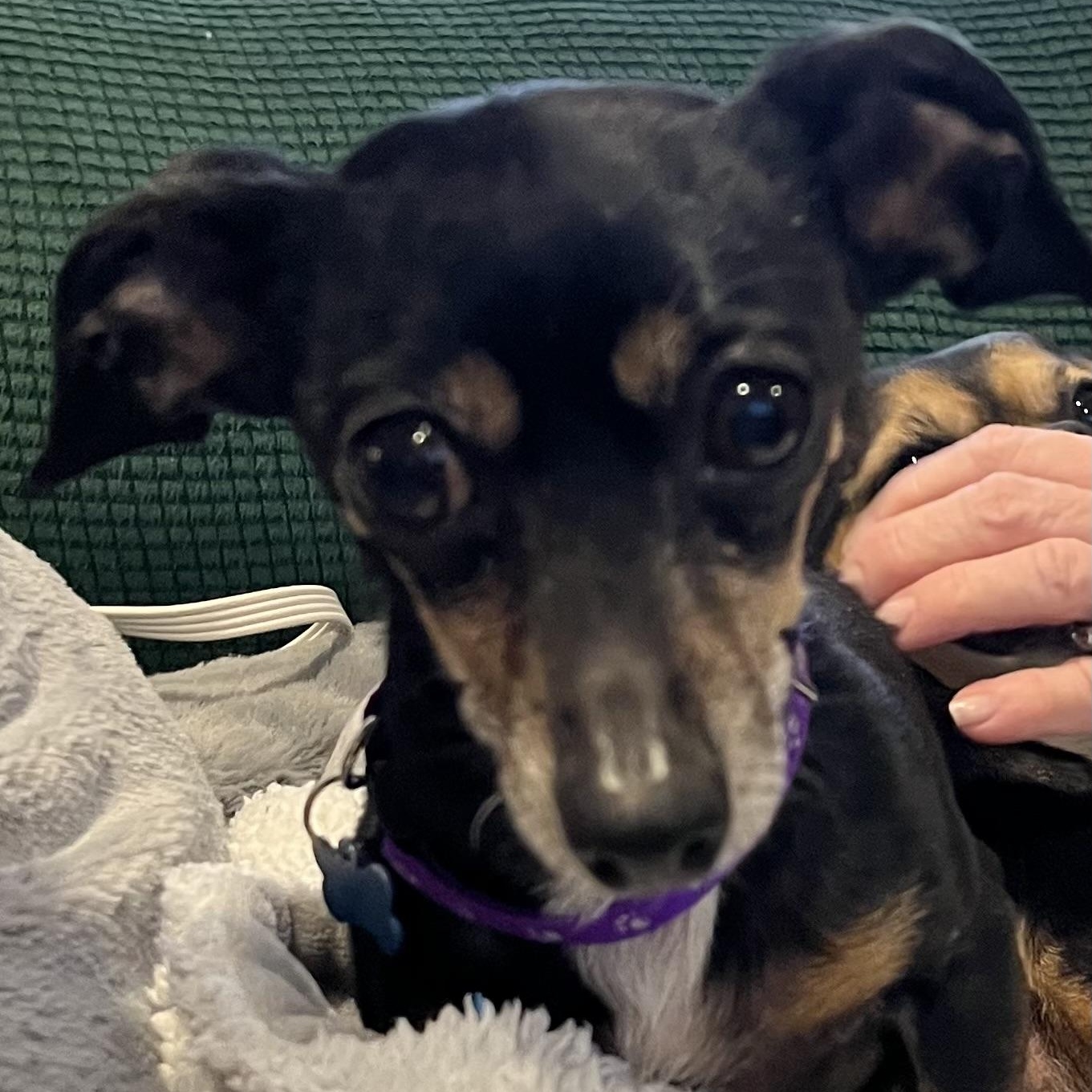 Enlarge Brenda Lee, a ADOPTABLE mixed breed in Dallas, TX image 1/5