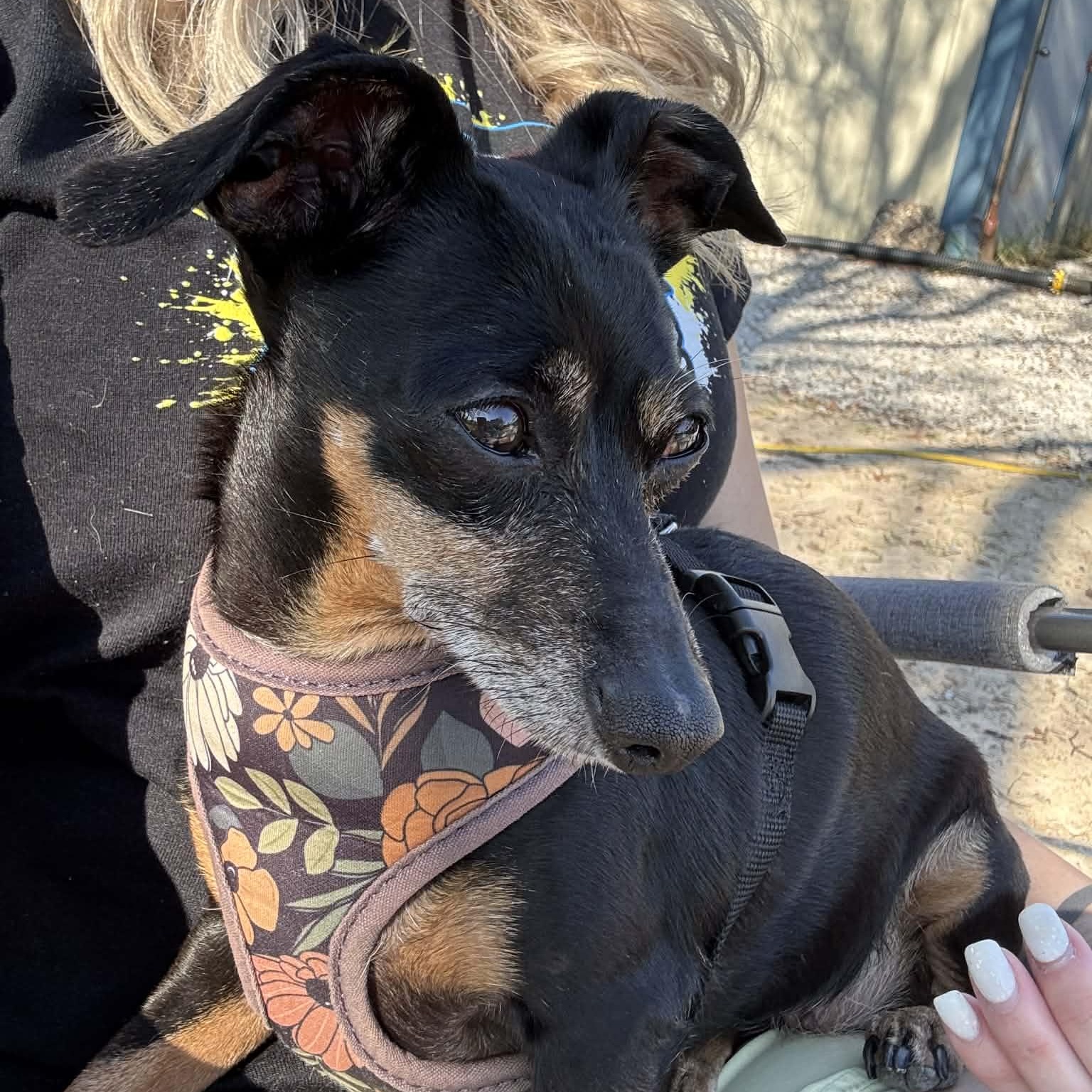 Enlarge Brenda Lee, a ADOPTABLE mixed breed in Dallas, TX image 3/5