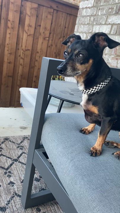 Enlarge Brenda Lee, a ADOPTABLE mixed breed in Dallas, TX video 4/5