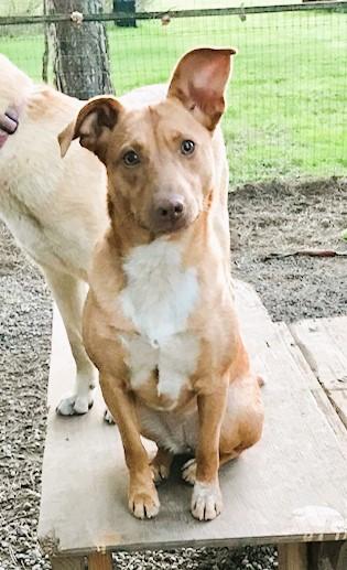 Darla, ADOPTABLE, Young Female Carolina Dog.