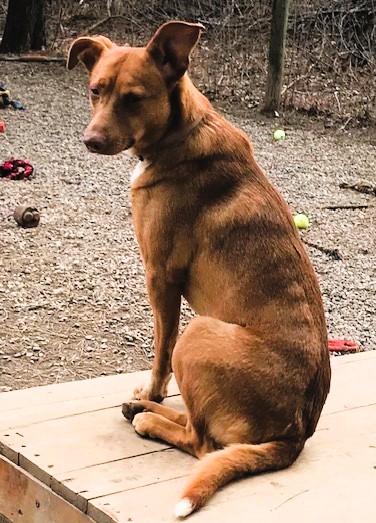 Enlarge Darla, a ADOPTABLE Carolina Dog in Honeoye Falls, NY image 1/2