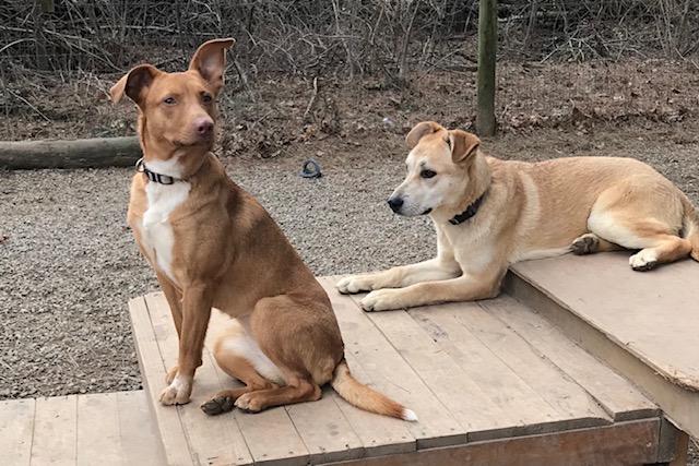 Enlarge Darla, a ADOPTABLE Carolina Dog in Honeoye Falls, NY image 2/2