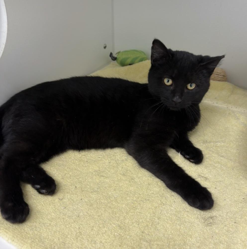 Cosmo, Adoptable, Kitten Male Domestic Short Hair.