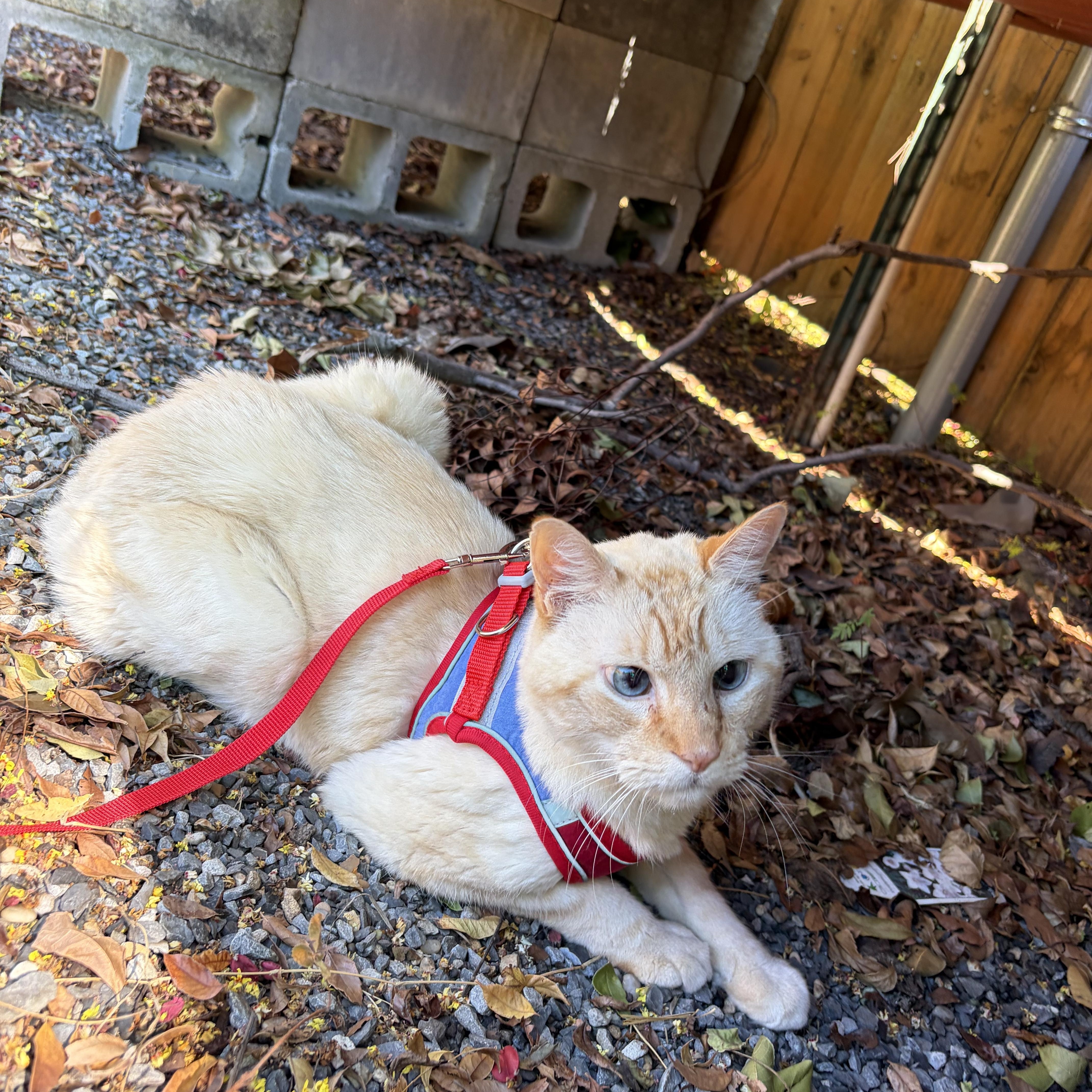 Samson, Adoptable, Senior Male Manx & Siamese.