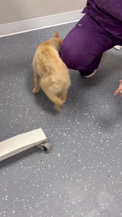 Enlarge Samson, a Adoptable mixed breed in Jefferson, LA video 4/4