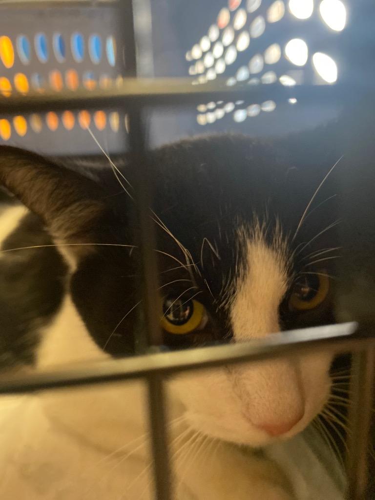 Panther, Adoptable, Adult Male Domestic Short Hair.