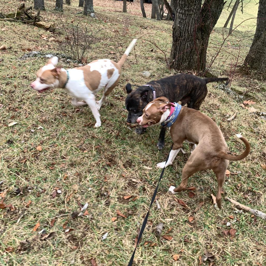 Mikasa, a Adoptable Terrier in Flintstone, MD image 1/6