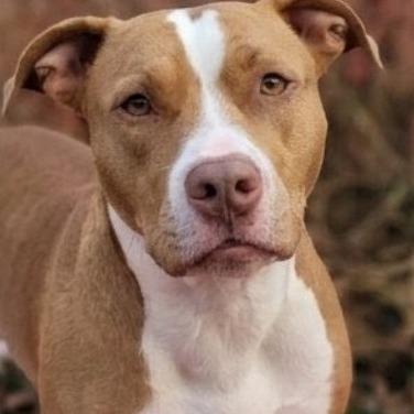 Enlarge Mikasa, a Adoptable Terrier in Flintstone, MD image 1/2