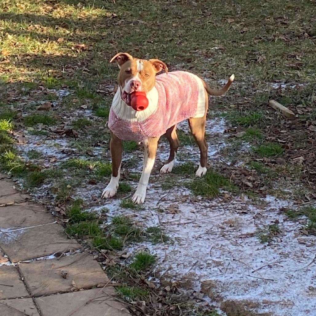 Mikasa, a Adoptable Terrier in Flintstone, MD image 3/6